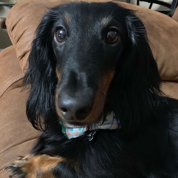 Meet the Posher - Picture 1 of 1